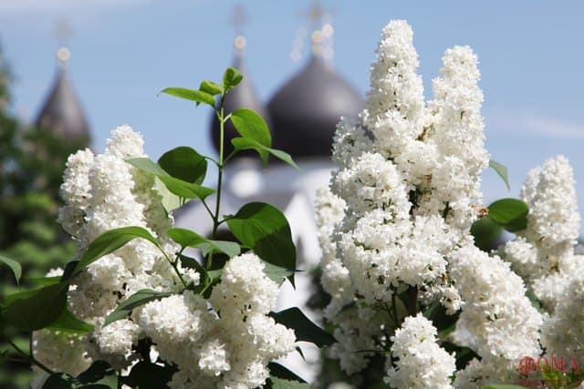 Белый цветок: день открытых сердец